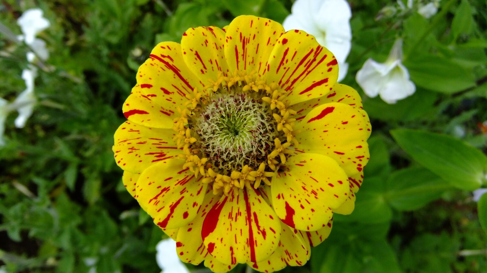 FujiFilm FinePix F80EXR (FinePix F85EXR) sample photo. Zinnia, garden, flowers photography