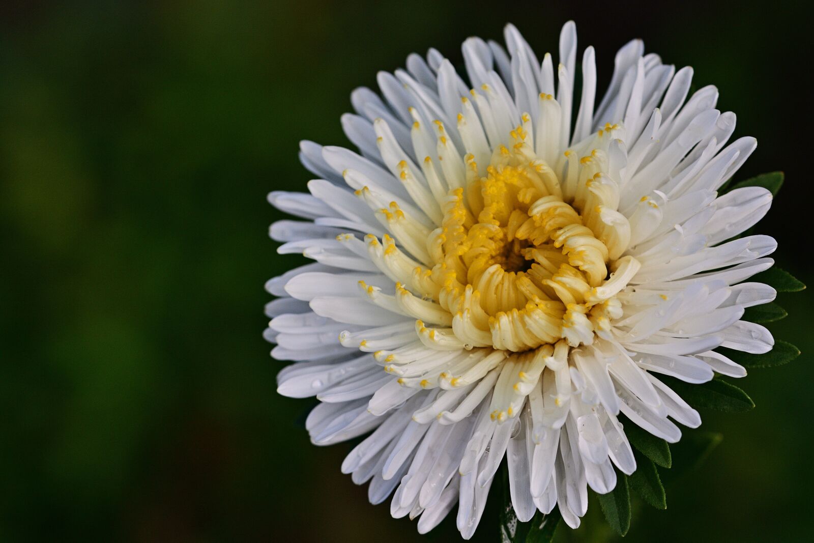 Nikon D5200 sample photo. Aster, flower, blossom photography
