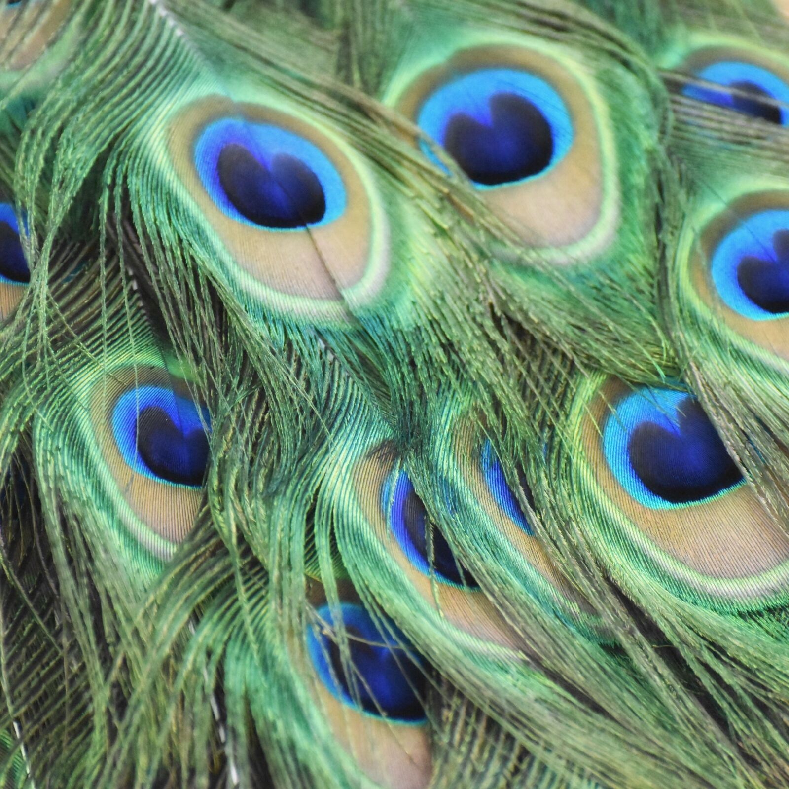 Nikon D5500 sample photo. Peacock, feathers, bird photography