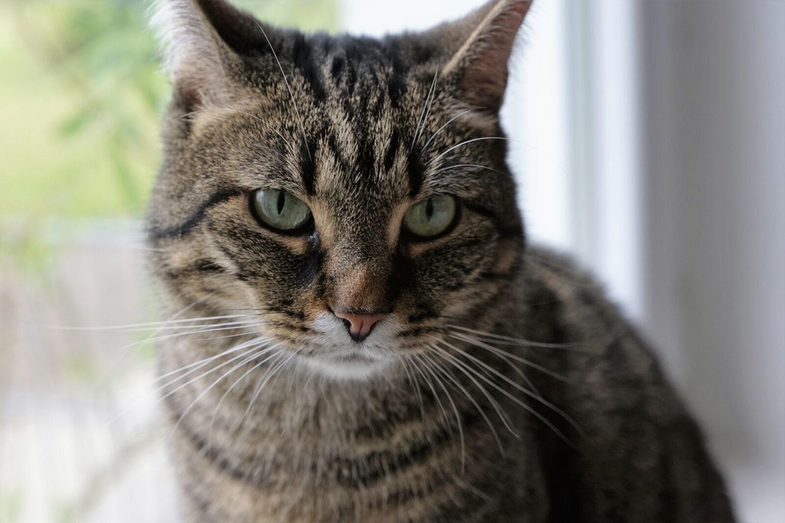 Sony ILCA-77M2 + Sony DT 16-50mm F2.8 SSM sample photo. Cat, animal, pet photography