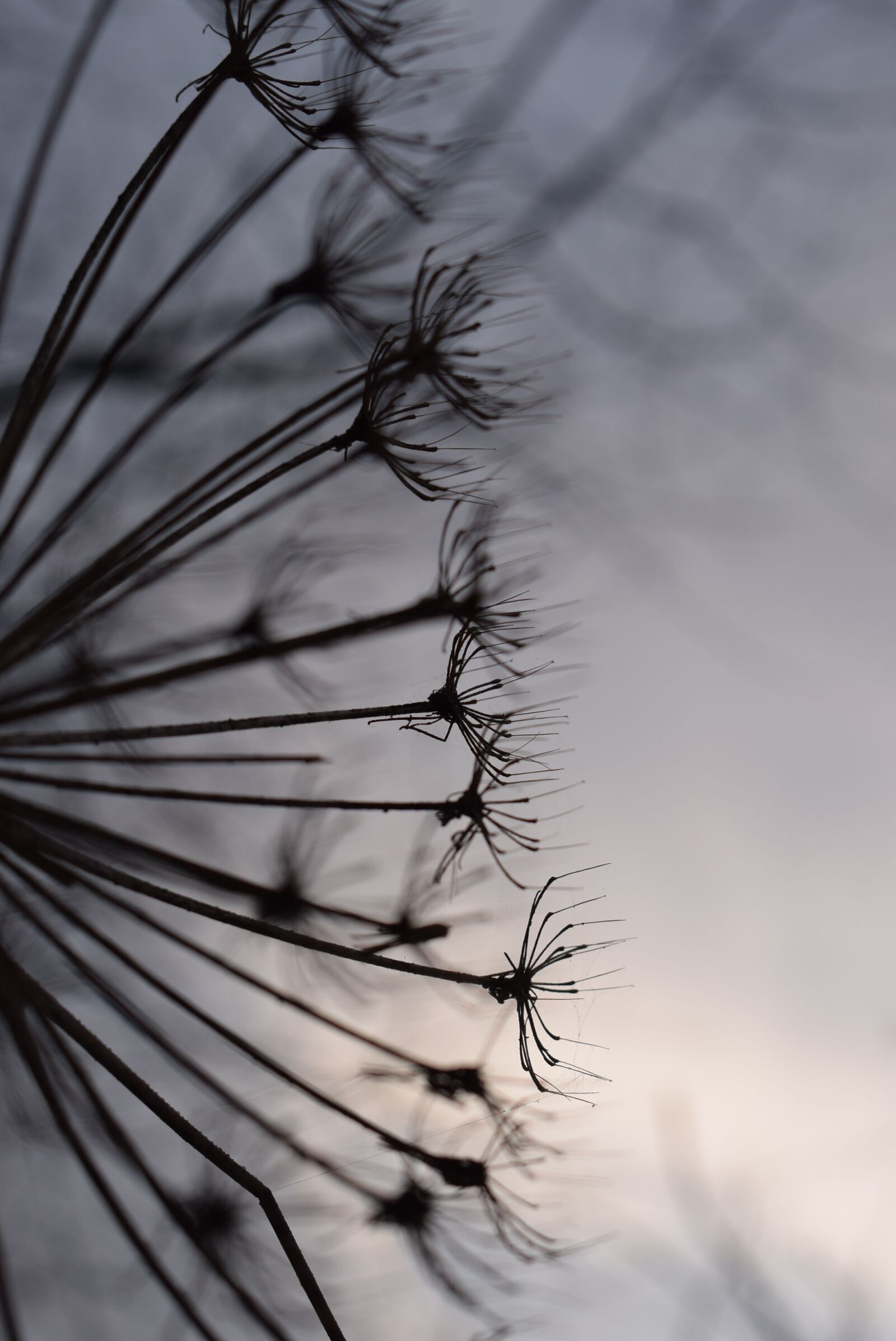 Nikon D5300 sample photo. Nature, dry, plant photography