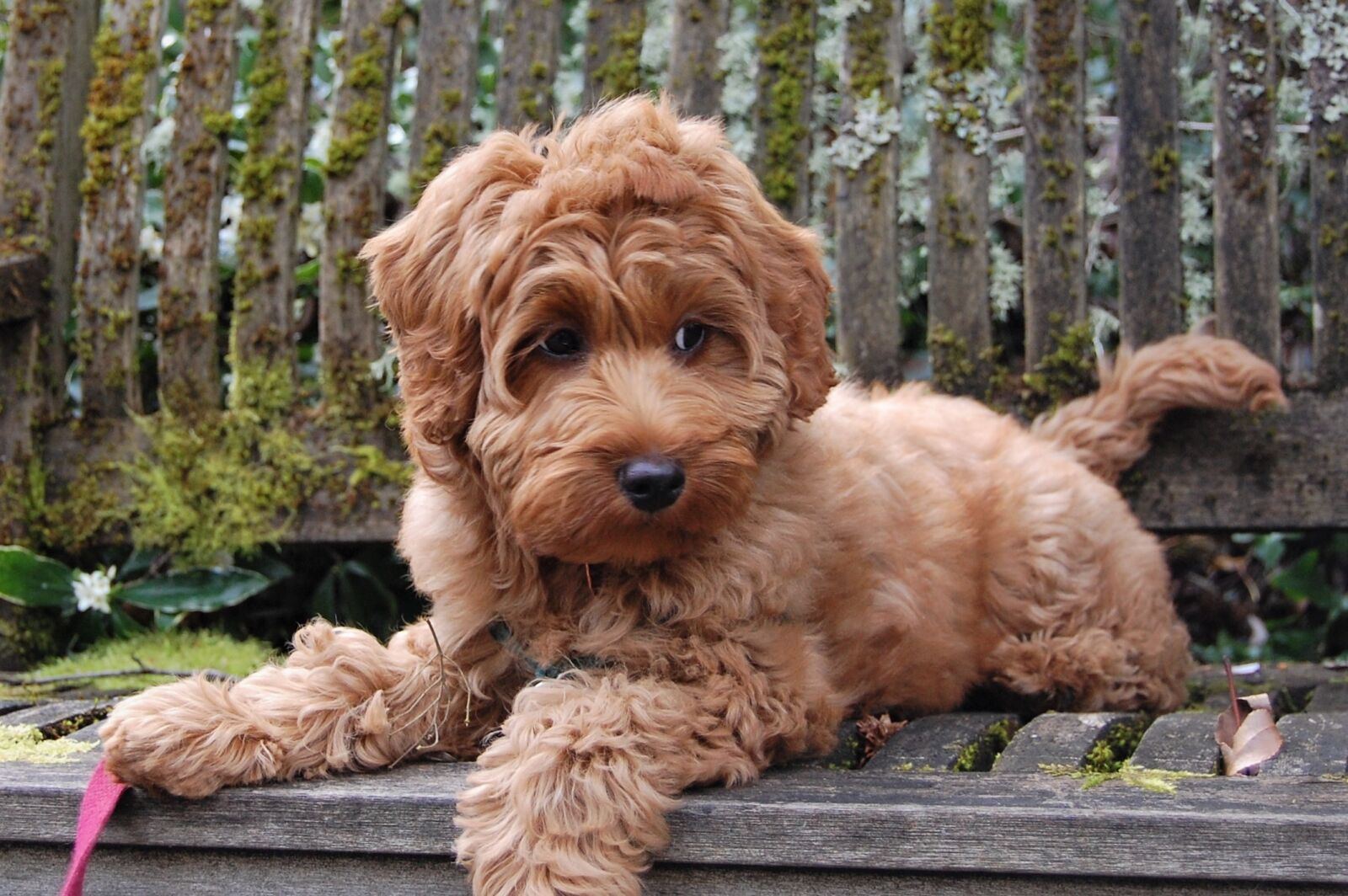 Nikon D40 sample photo. Puppy, bench, mossy photography
