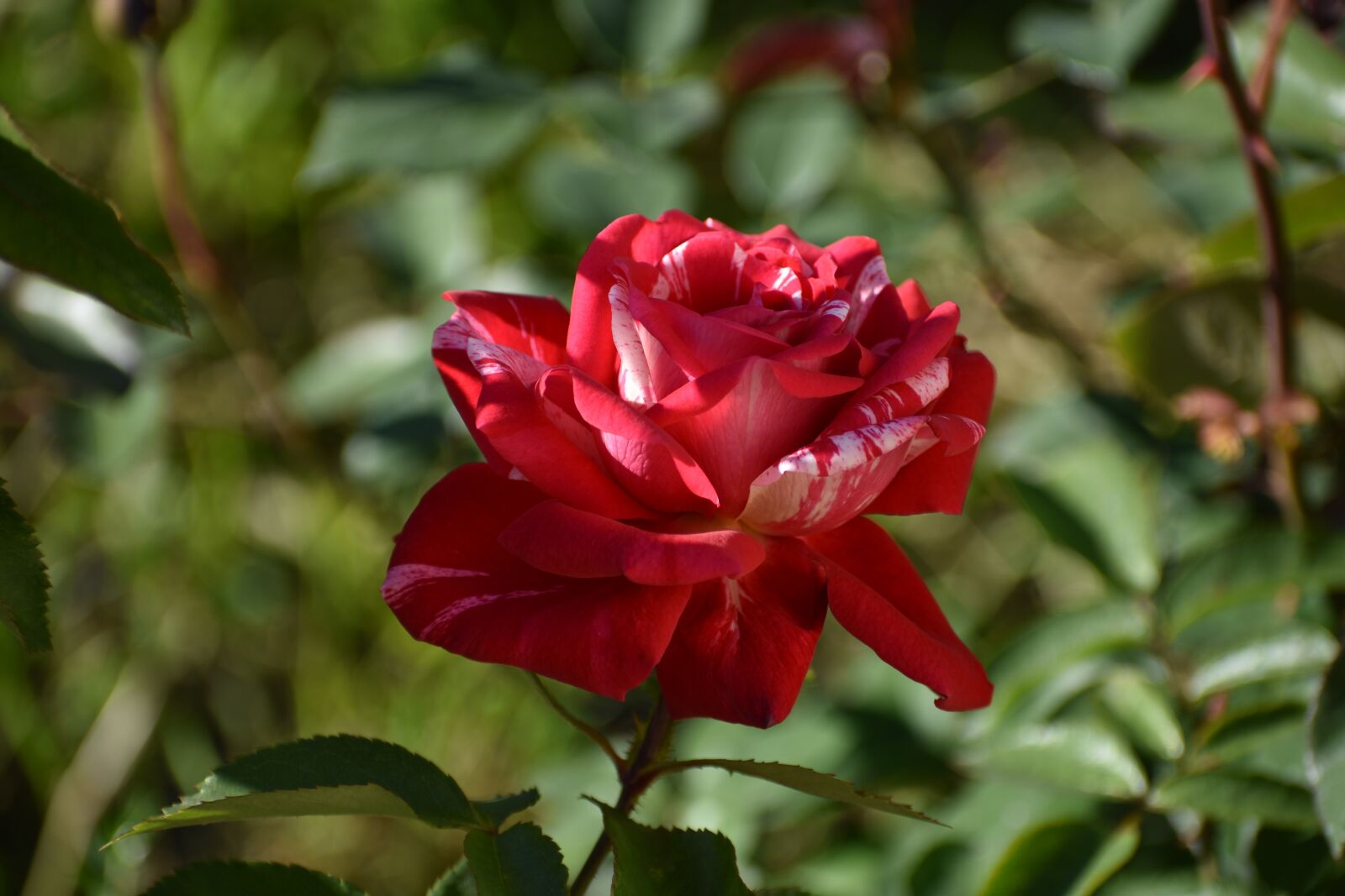 Nikon D3400 sample photo. Rose, red, multicolored photography