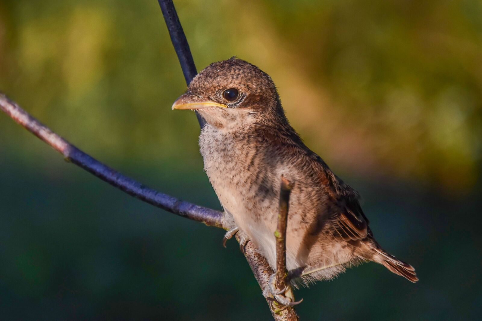 Nikon D5500 sample photo. The shrike, bird, fauna photography