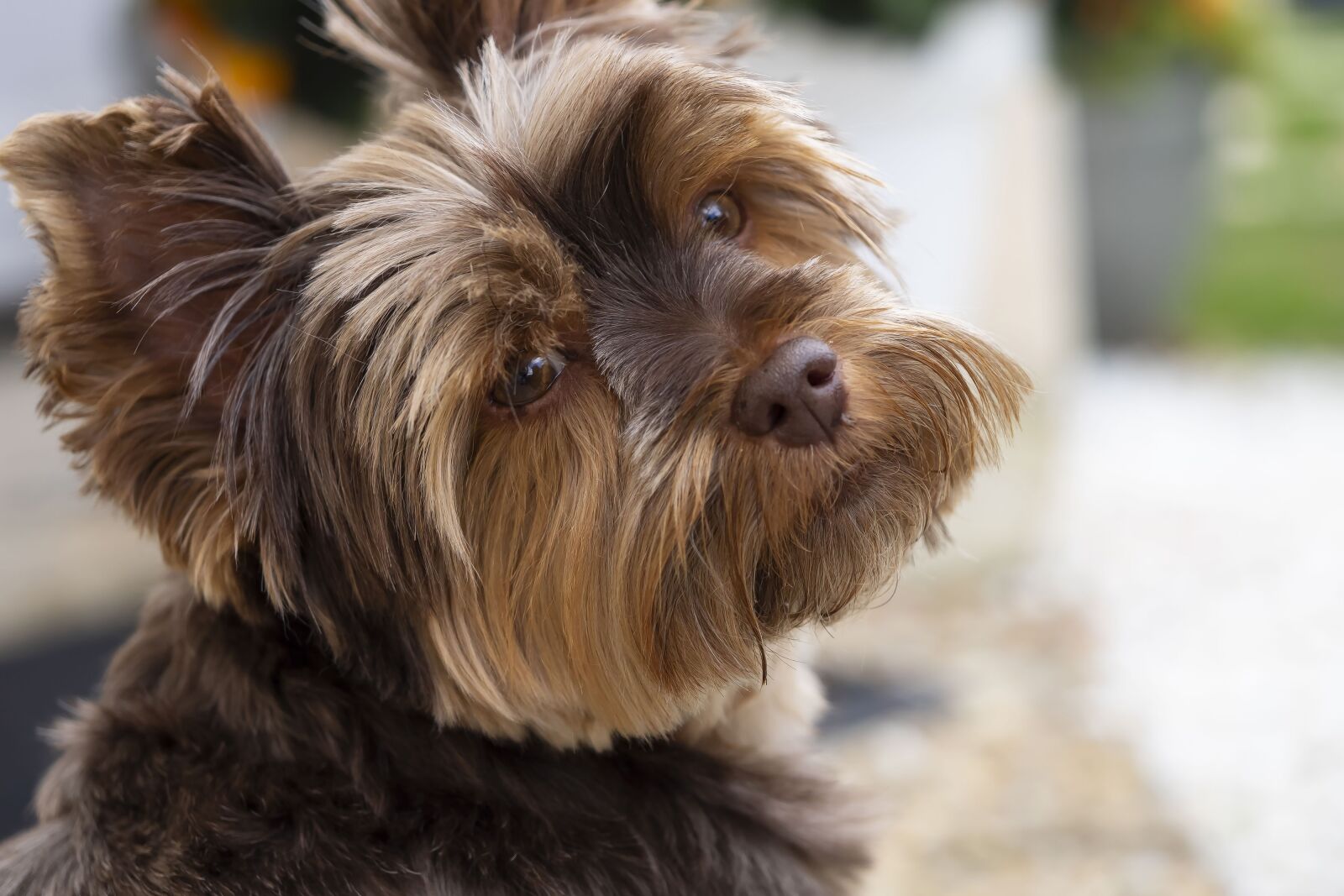 Olympus M.Zuiko Digital ED 60mm F2.8 Macro sample photo. Yorshire, dog, animal photography