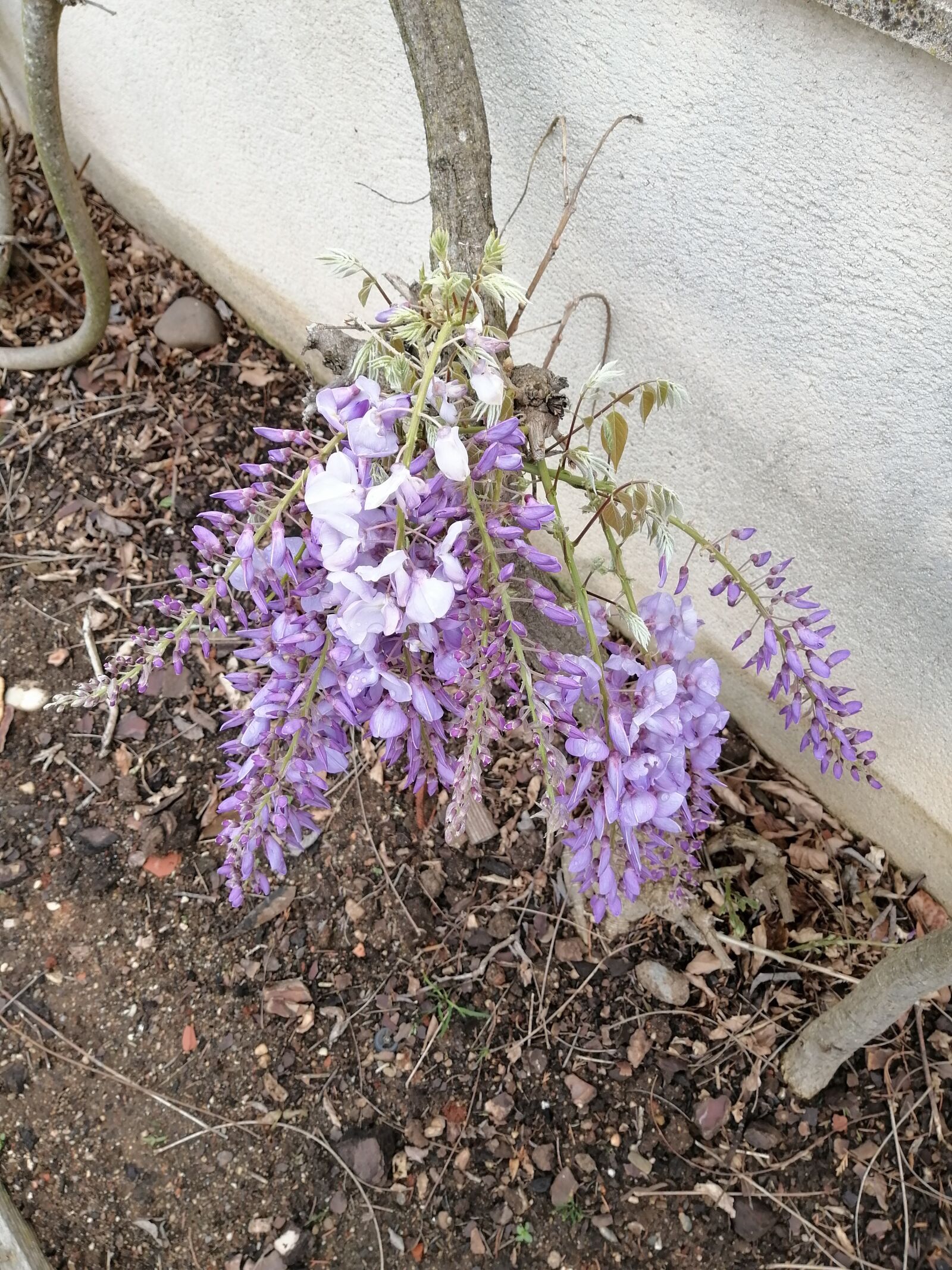 HUAWEI STK-LX1 sample photo. Flowers, wisteria, vine photography