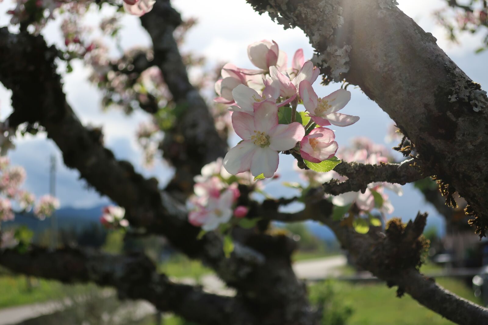 Canon PowerShot G9 X Mark II sample photo. Apple tree, spring, blossom photography