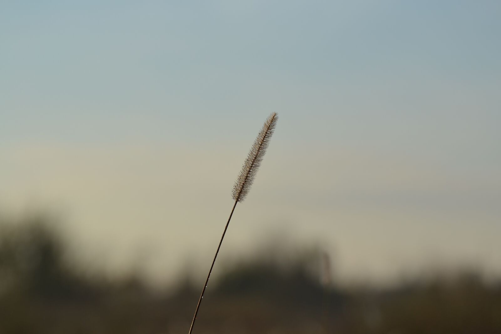 Nikon D3100 sample photo. Grass, dew, morning photography