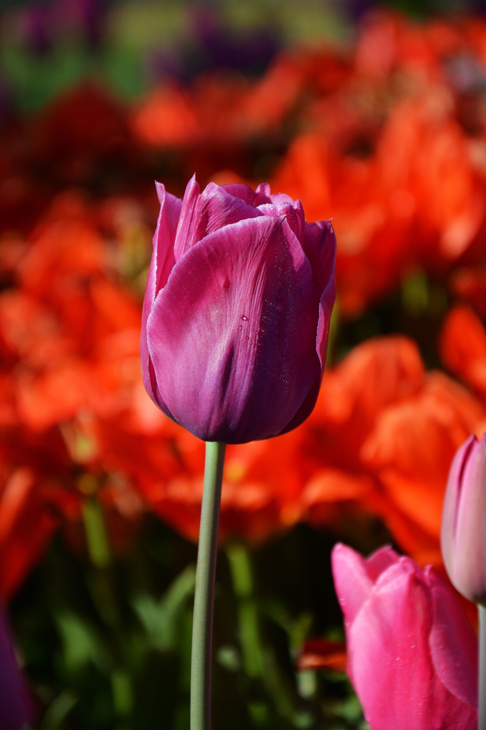 Nikon D7100 sample photo. Tulips, red, macro photography