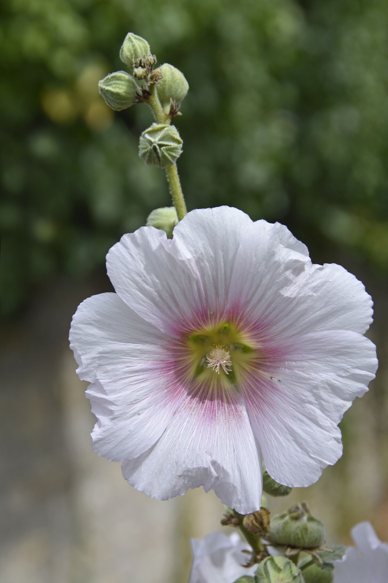 Nikon D7100 sample photo. Flower, hollyhock, garden photography