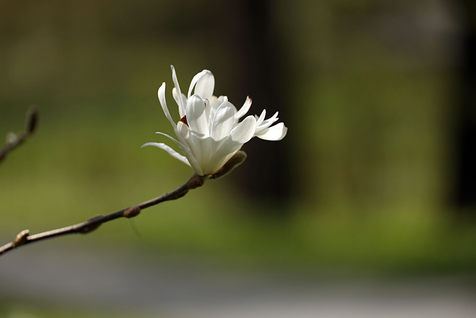 Canon EOS R sample photo. Magnolia, white, branch photography