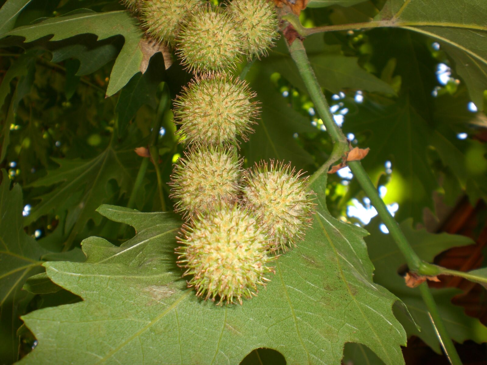 CASIO EX-Z75 sample photo. Chestnuts, chestnut, spring photography