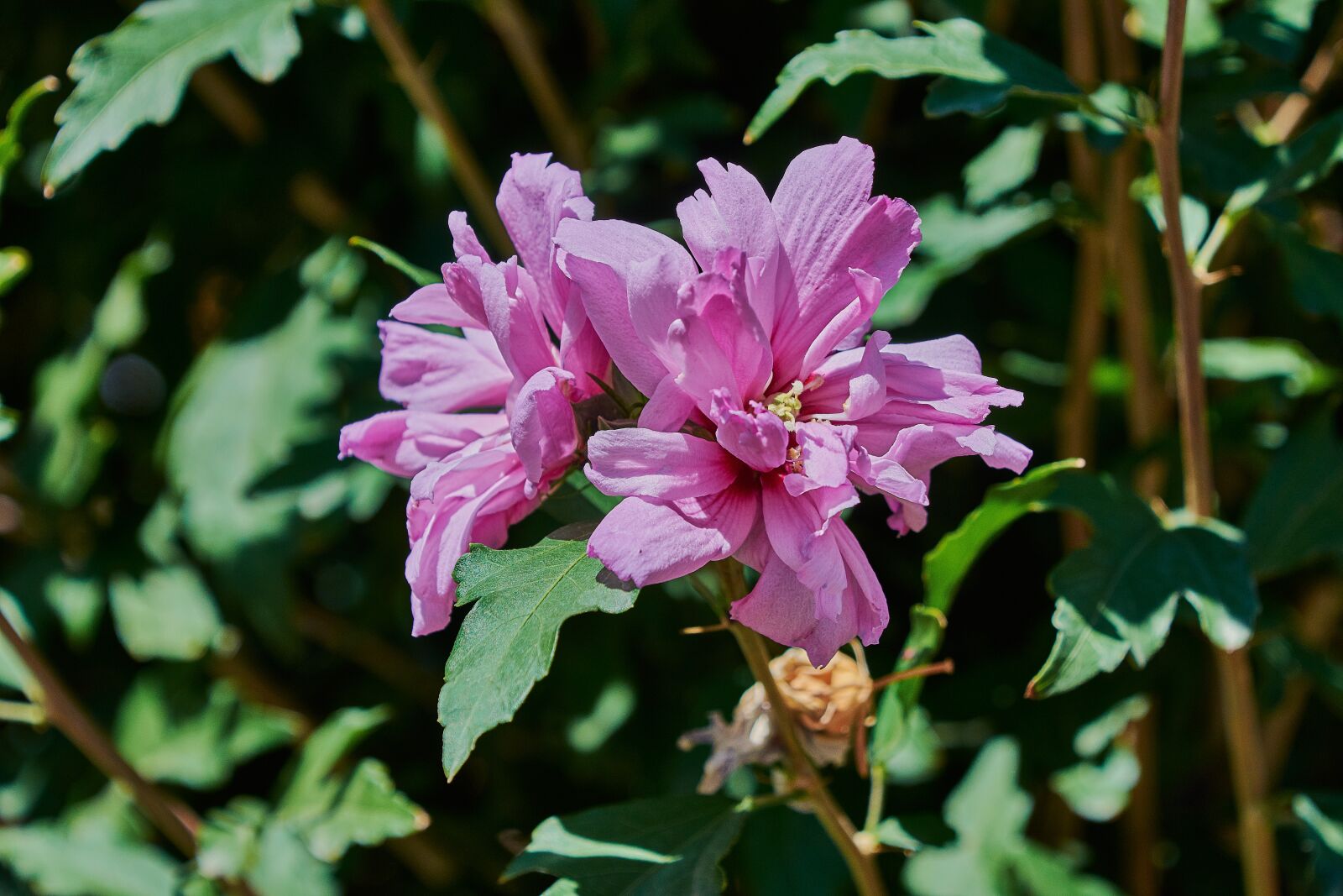 Nikon D7200 sample photo. Flower, color, flora photography