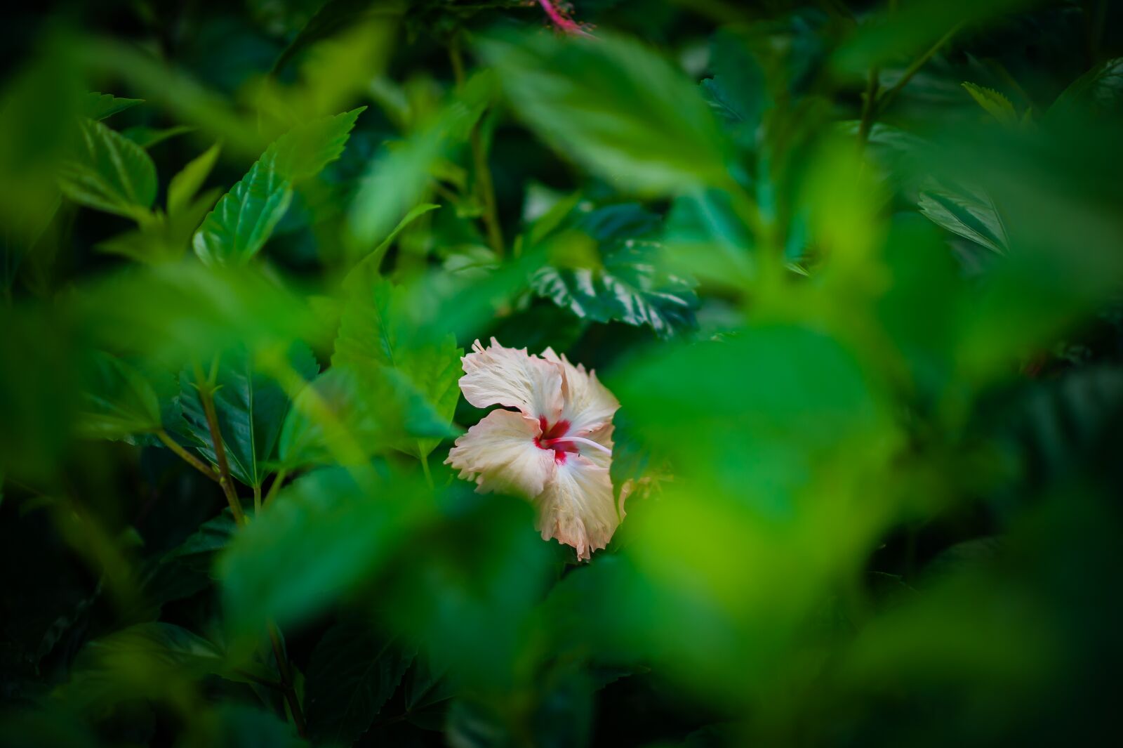 Nikon D3 sample photo. Flower, tree, summer photography