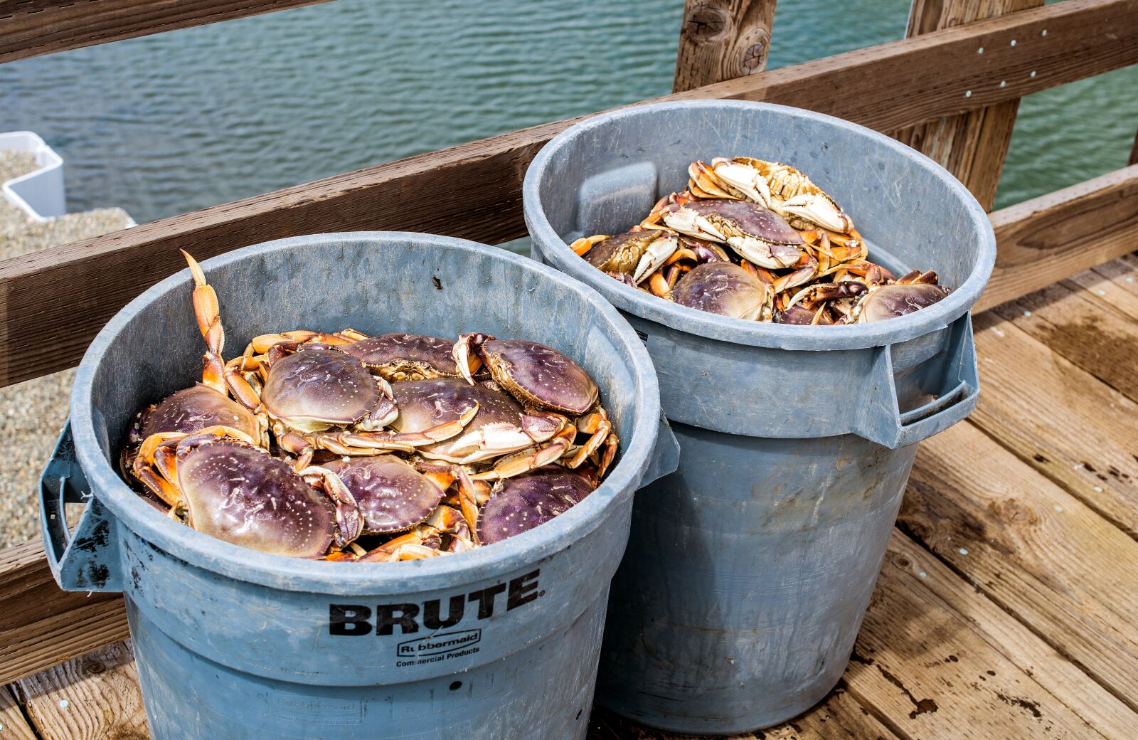 Nikon D610 sample photo. Fresh dungeness crab, live photography