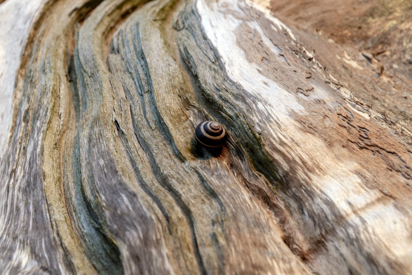 Sony a6500 sample photo. Snail, slug, tree photography