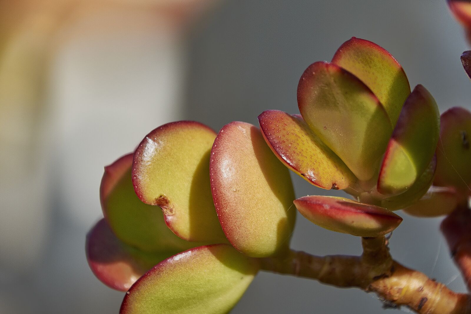Nikon D7200 sample photo. Flower, nature, flora photography