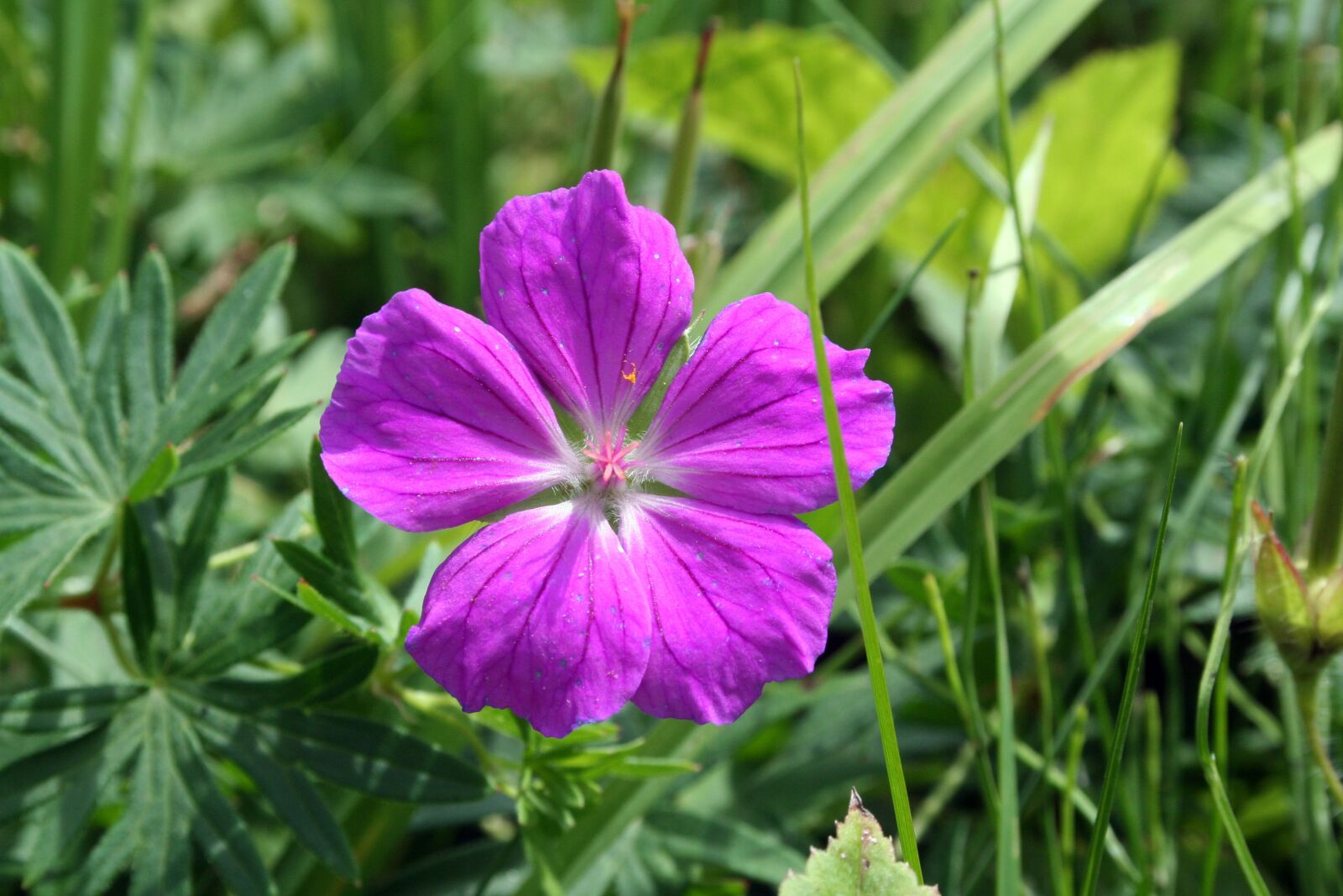 Canon EOS 350D (EOS Digital Rebel XT / EOS Kiss Digital N) sample photo. Cranesbill, bloody cranesbill, medicinal photography