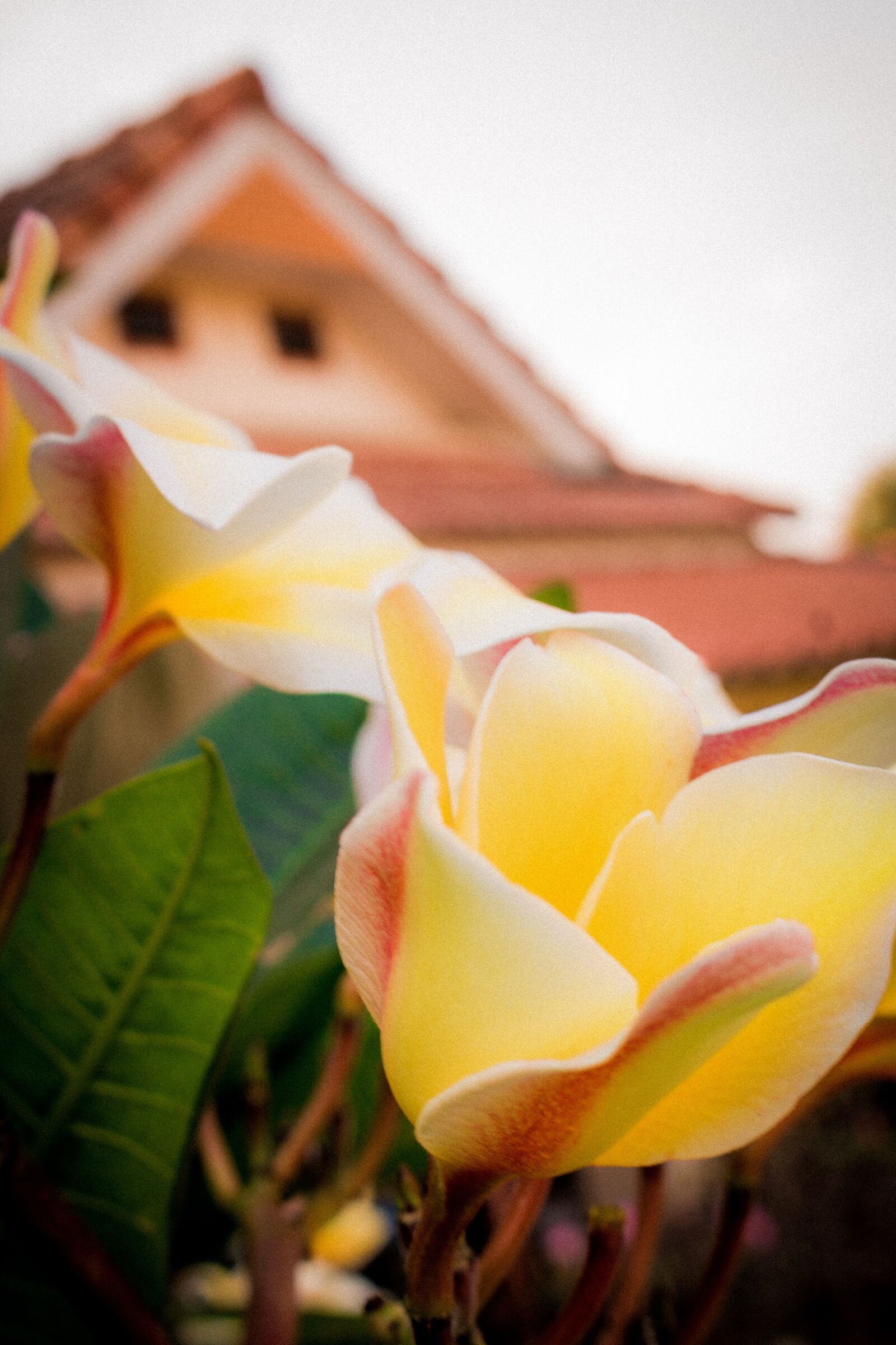 Canon EOS 700D (EOS Rebel T5i / EOS Kiss X7i) sample photo. Plumeria, flower, thailand photography