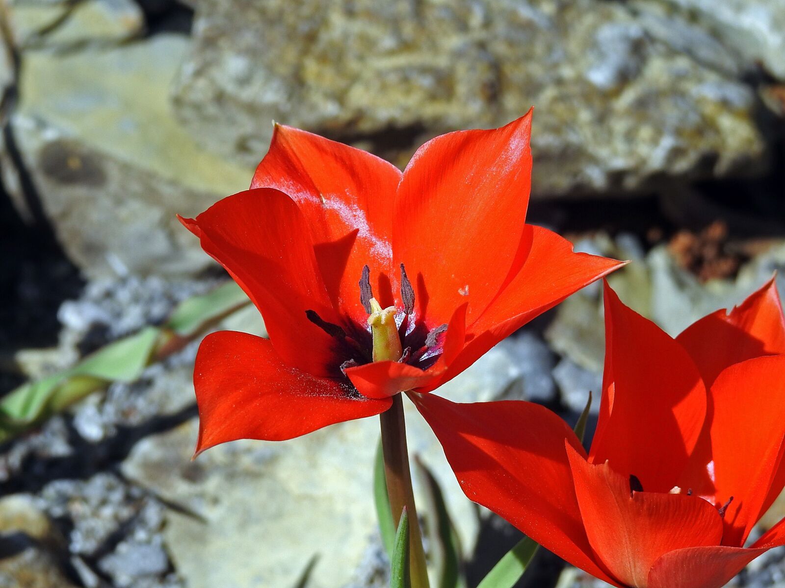 Nikon Coolpix P900 sample photo. Tulip, blossom, bloom photography