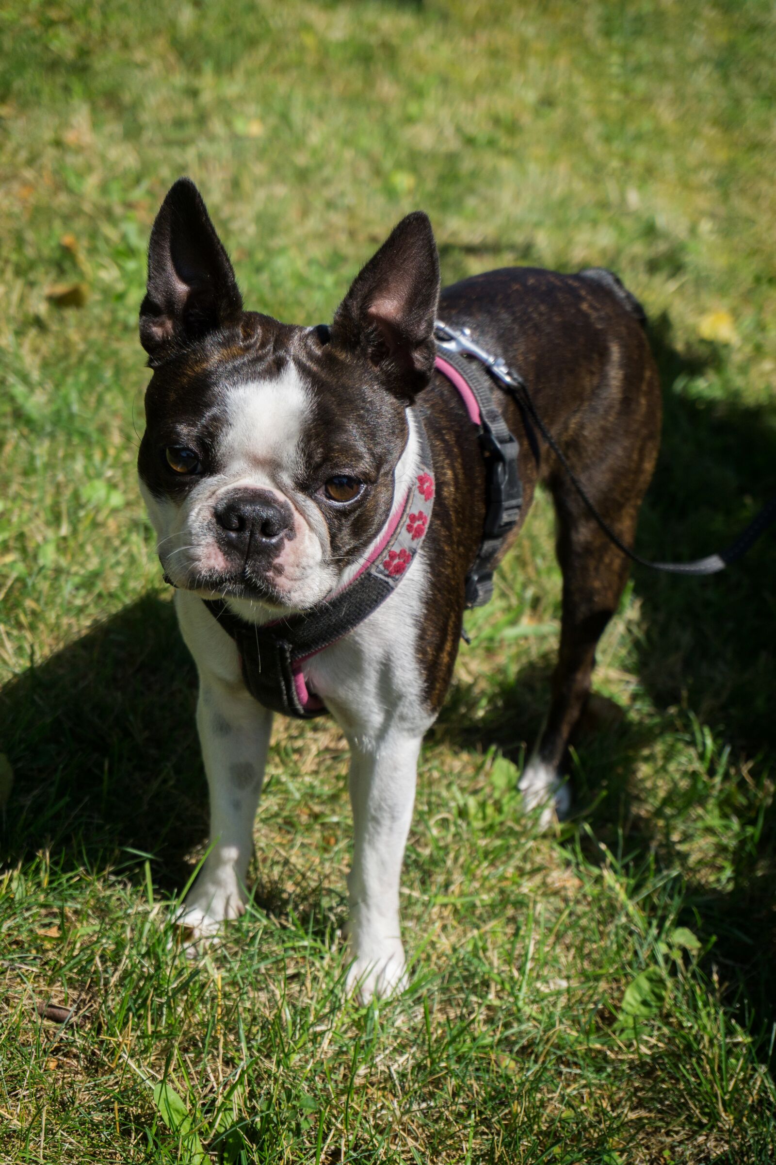Sony a6000 sample photo. Dog, boston terrier, pet photography