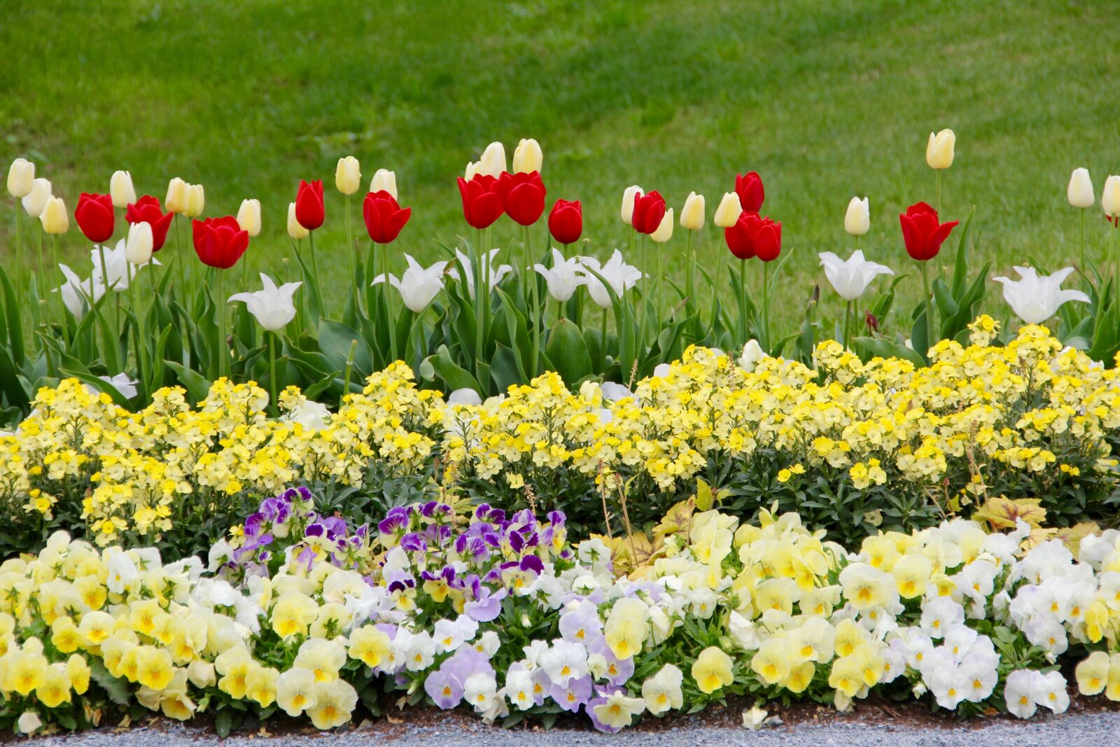 Canon EOS 60D sample photo. Tulips, tulipa, tulpenzwiebel photography