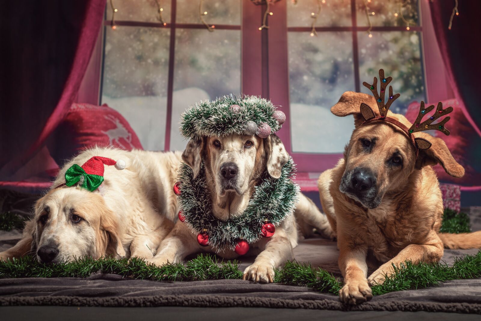 Nikon D750 sample photo. Dog, christmas, gifts photography