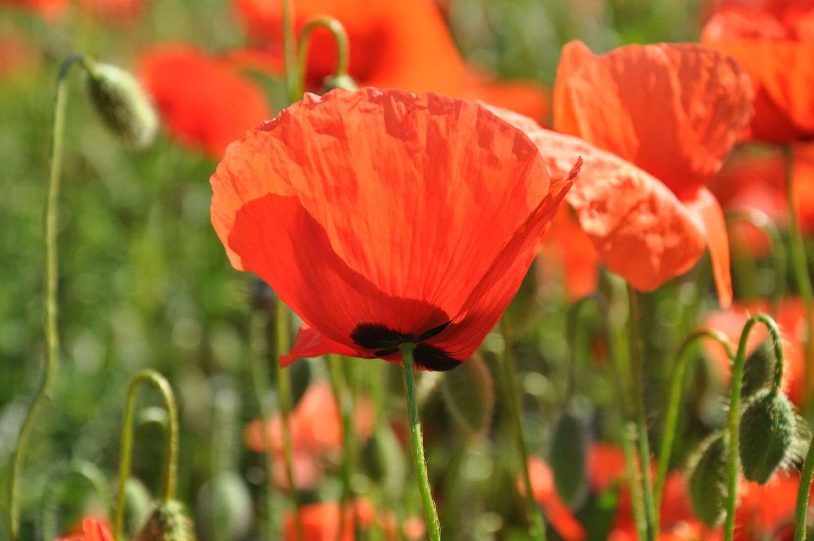 Nikon D90 sample photo. Flowers, poppy, nature photography