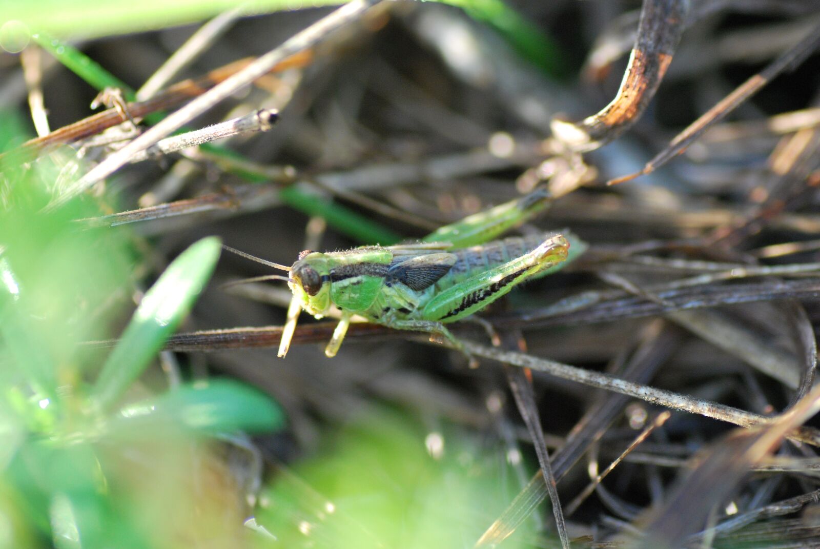 Nikon D60 sample photo. Grasshopper, bug, insect photography