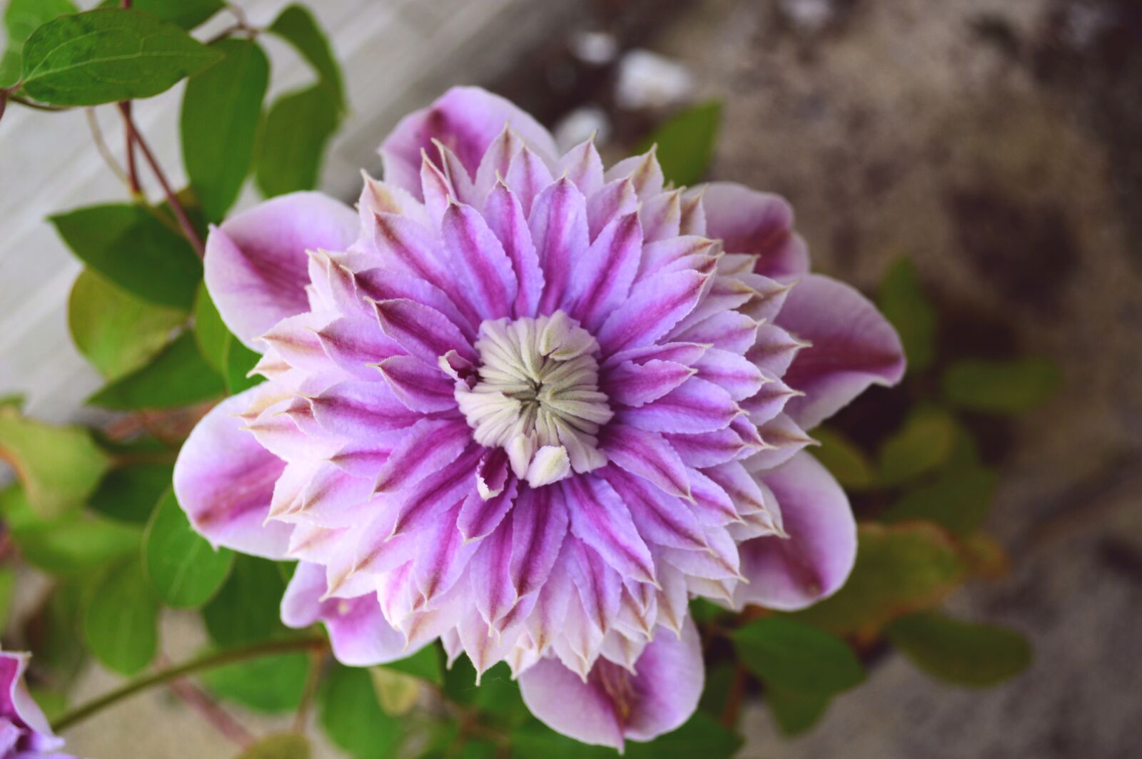 Nikon D3200 sample photo. Clematis, josephine, climber photography