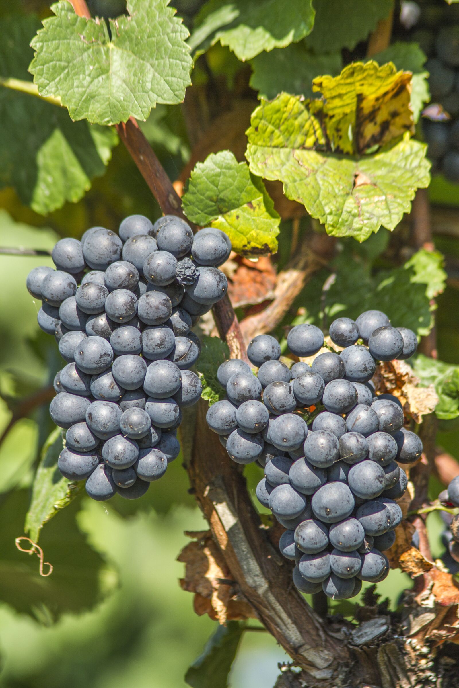 Canon EOS 7D + Canon EF 75-300mm F4.0-5.6 IS USM sample photo. Wine, vineyard, landscape photography