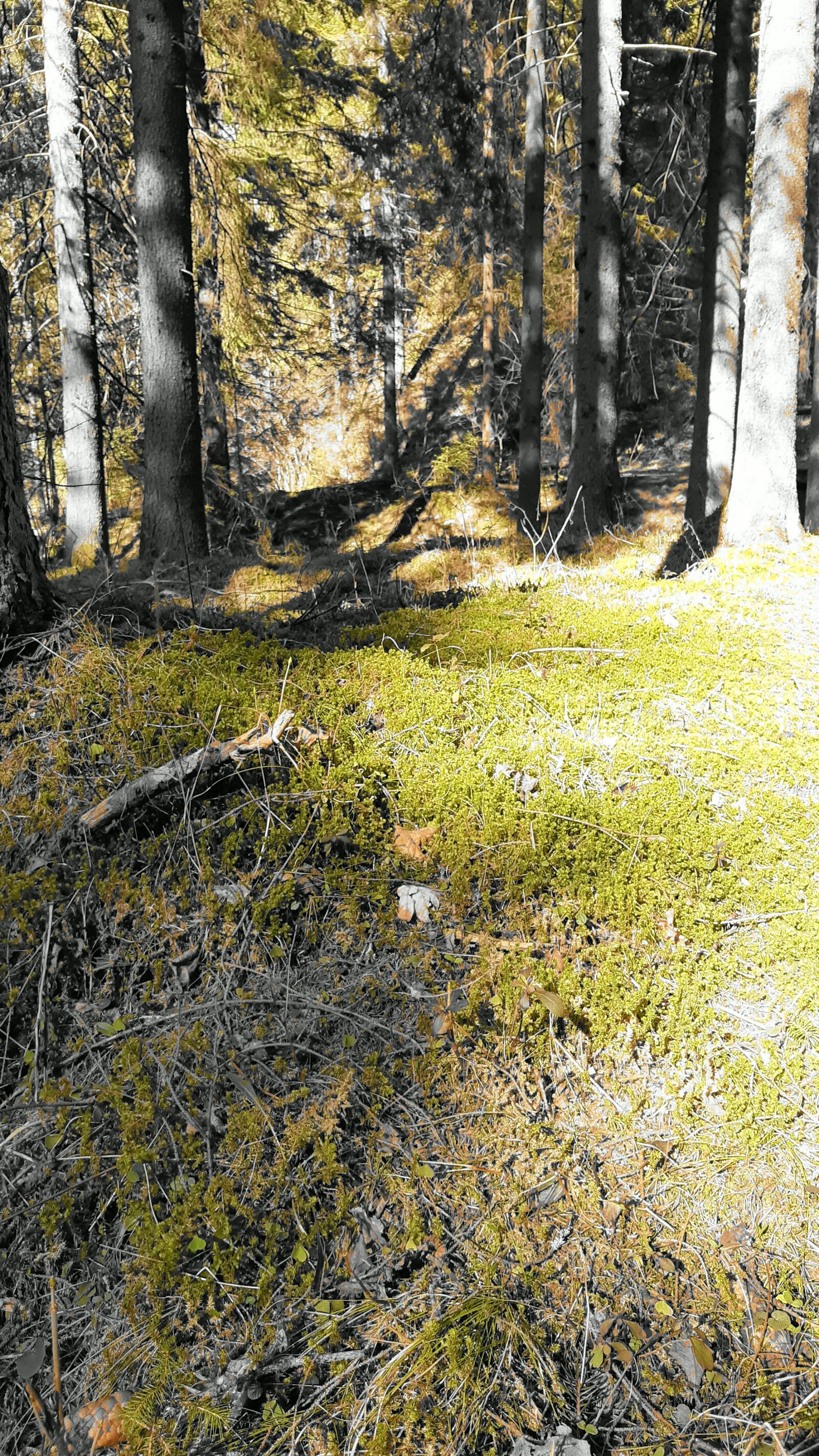 Motorola ONE VISION sample photo. Forest, moss, green photography