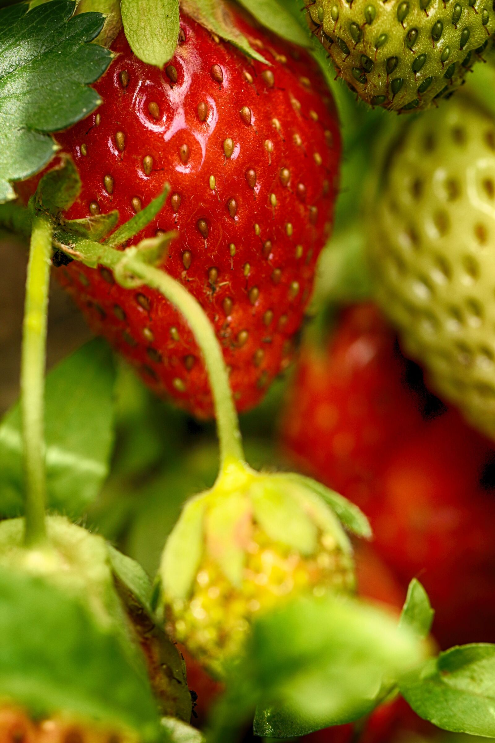 Canon EOS 7D Mark II sample photo. Strawberry, nature, strawberries photography
