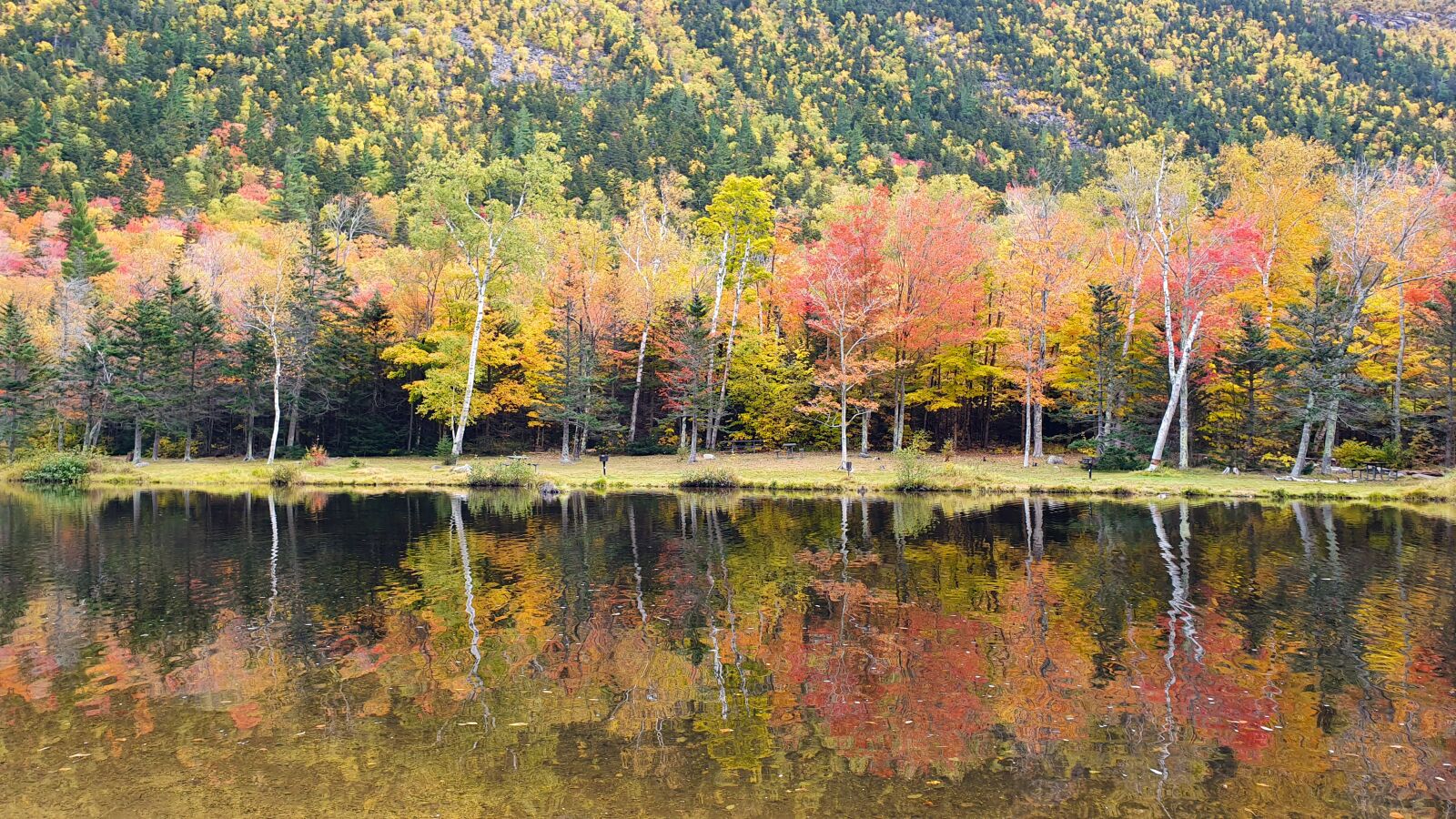 Samsung Galaxy S10 sample photo. Tree, colors, autumn photography