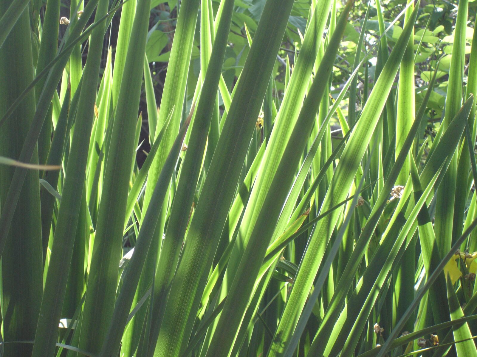 Sony DSC-P200 sample photo. Plants, green, nature photography