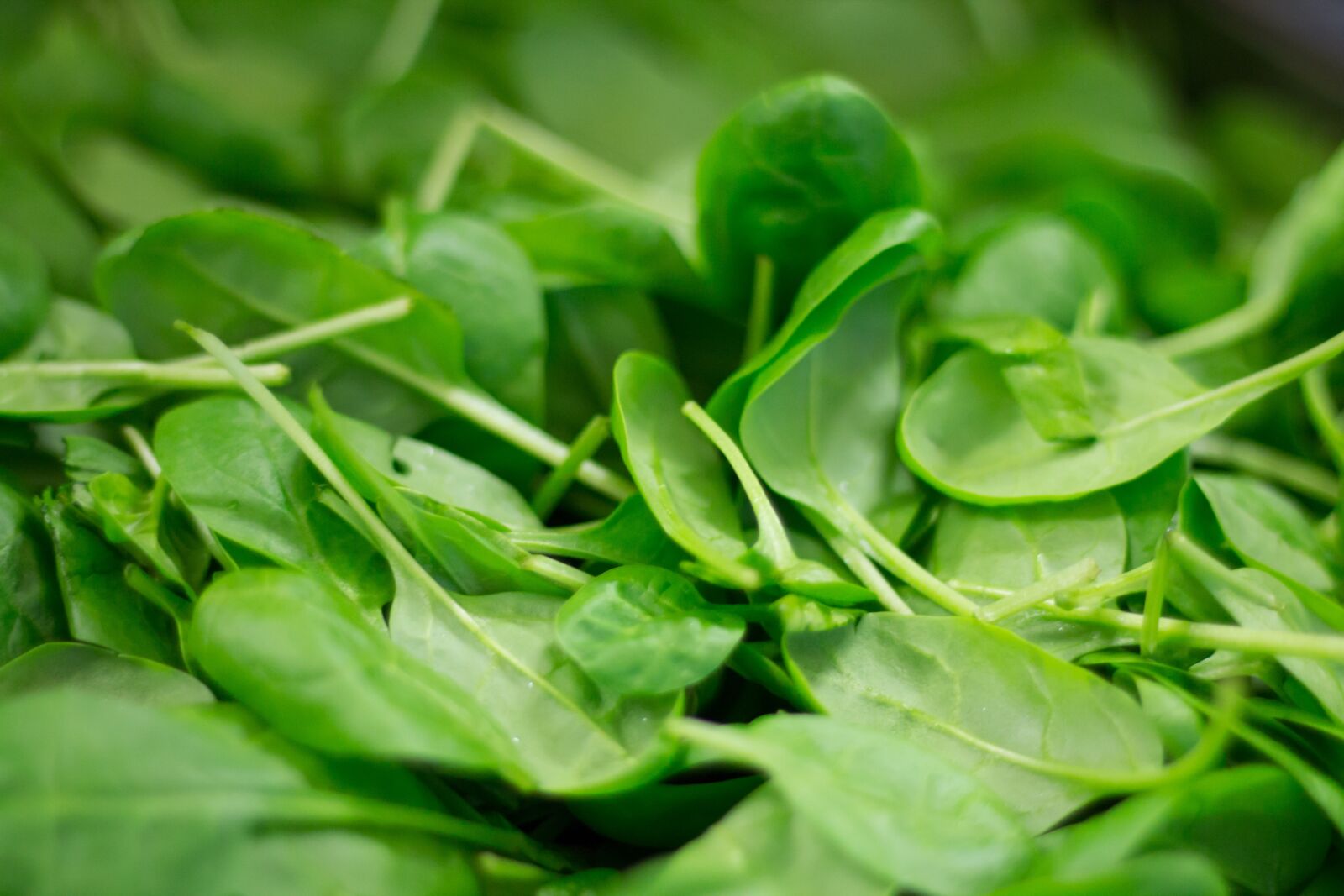 Canon EOS 1100D (EOS Rebel T3 / EOS Kiss X50) + Canon EF 50mm F1.8 II sample photo. Spinach, plant, nutrition photography
