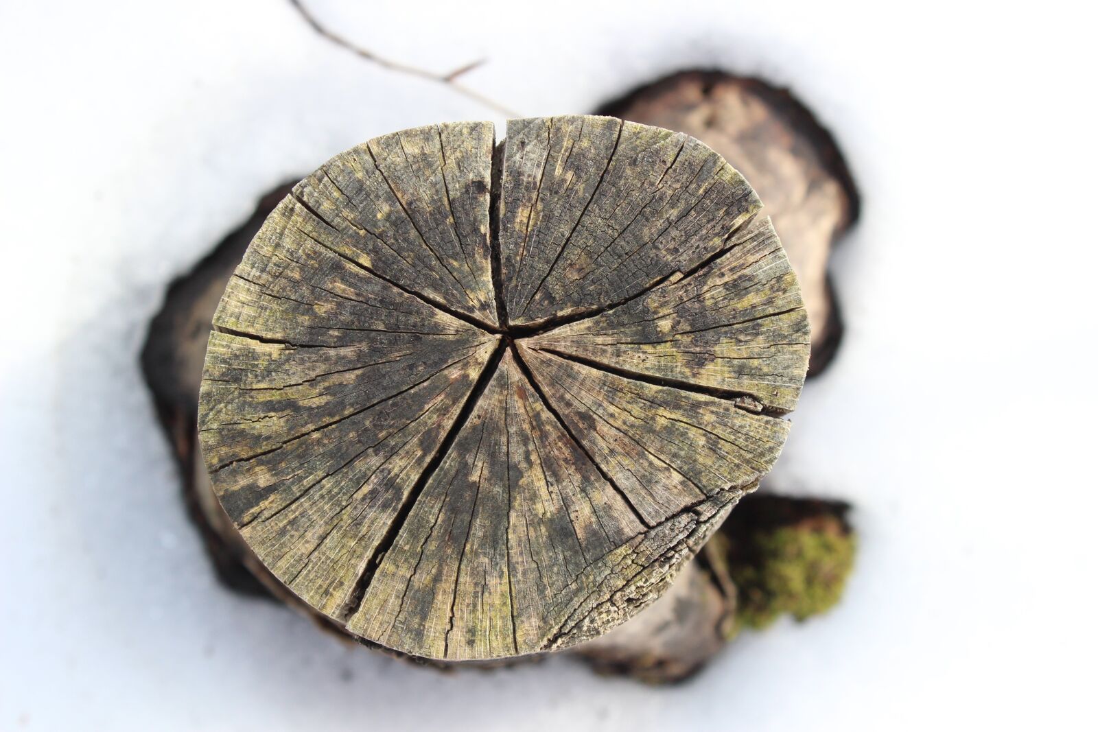 Canon EOS 600D (Rebel EOS T3i / EOS Kiss X5) sample photo. Trunk, cutting, tree photography