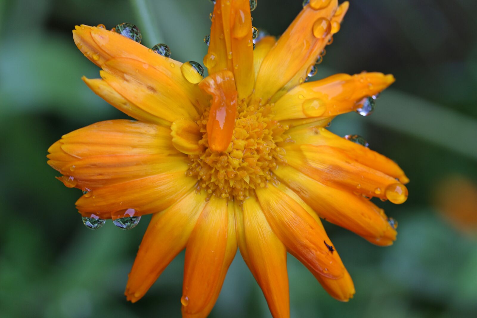 Canon EOS 650D (EOS Rebel T4i / EOS Kiss X6i) sample photo. Marigold, calendula, yellow photography