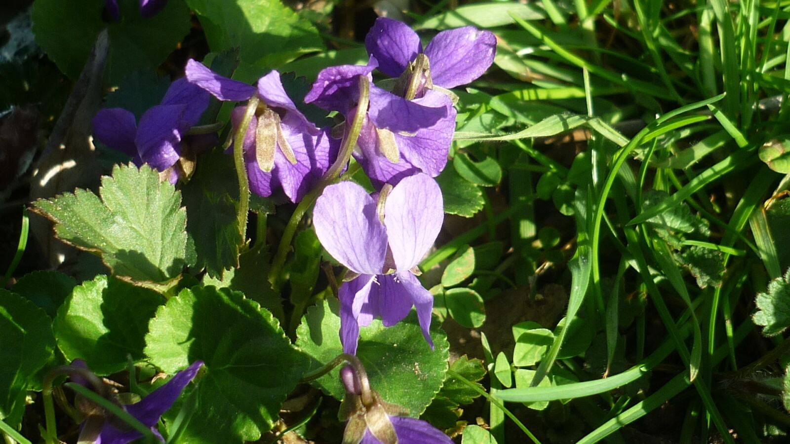 Panasonic Lumix DMC-FS6 sample photo. Spring flower, violet, blue photography