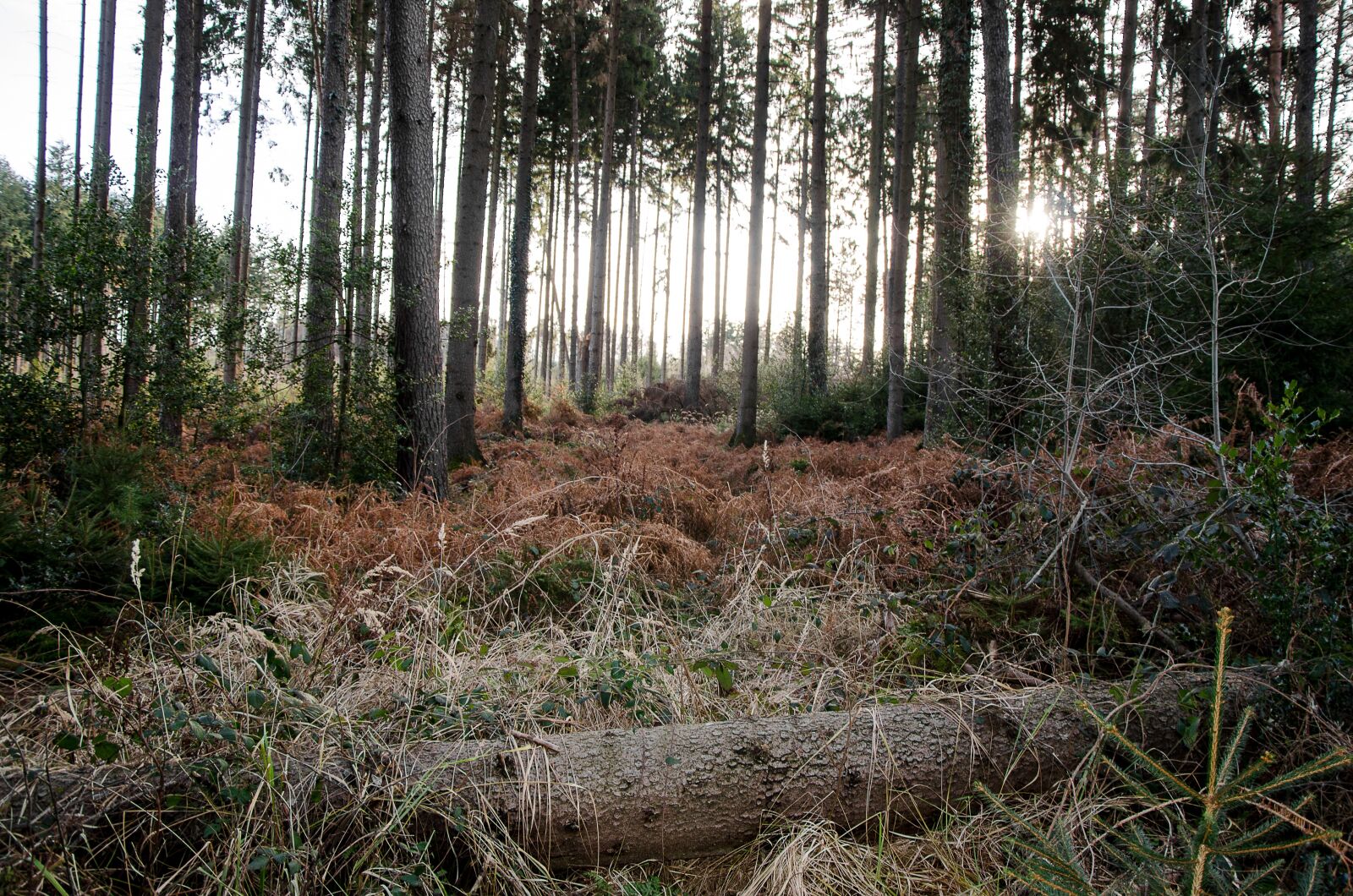 Nikon D5100 sample photo. Trees, forest, autumn photography