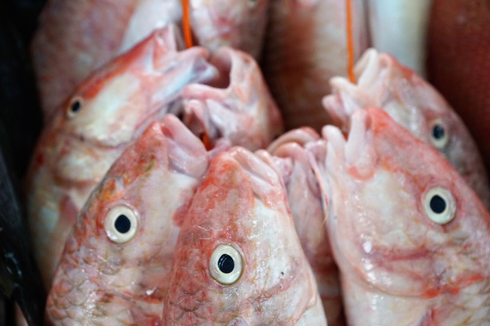 Sony ILCA-77M2 + Sony DT 16-50mm F2.8 SSM sample photo. Fish, eat, raw photography