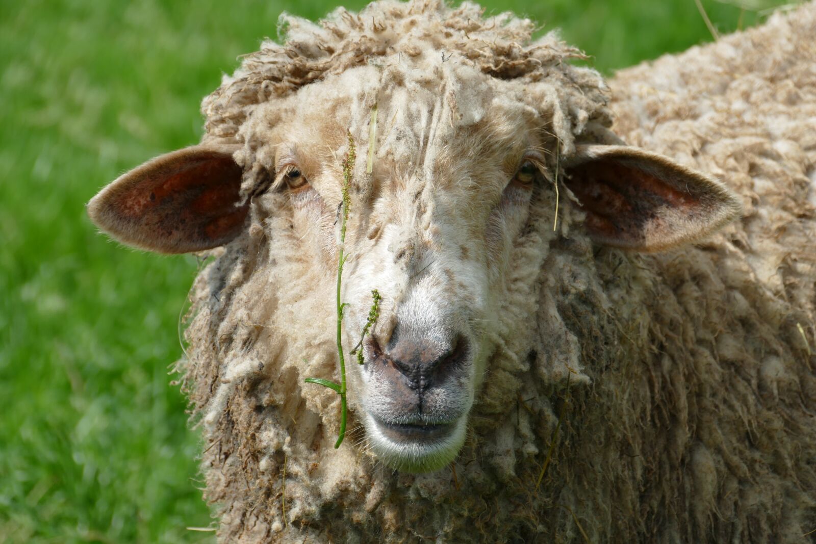 Panasonic Lumix DMC-FZ1000 sample photo. Sheep, mammal, fauna photography