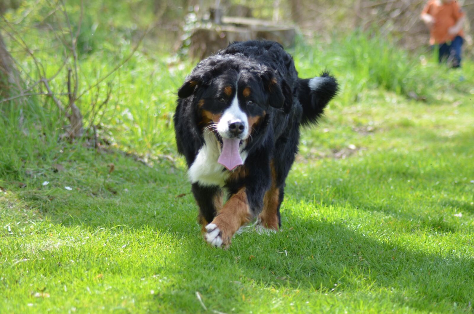 Nikon D5100 sample photo. Bernese mountain dog, dog photography