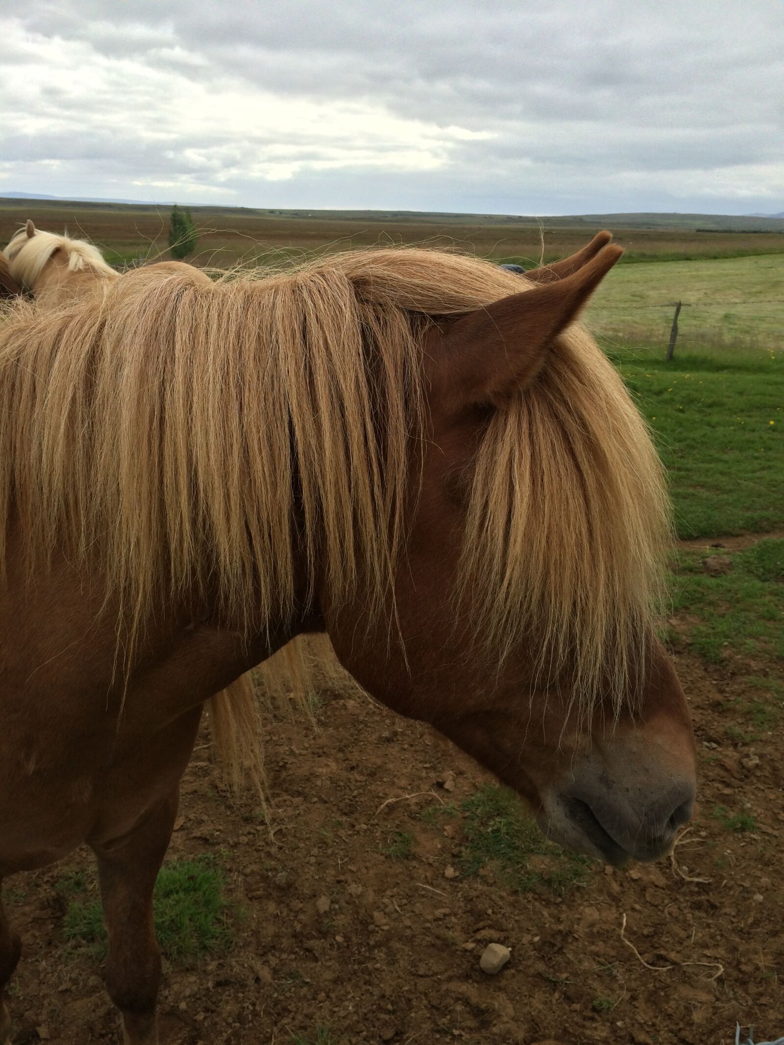 iPhone 5s back camera 4.15mm f/2.2 sample photo. Horse, icelandic, pasture photography