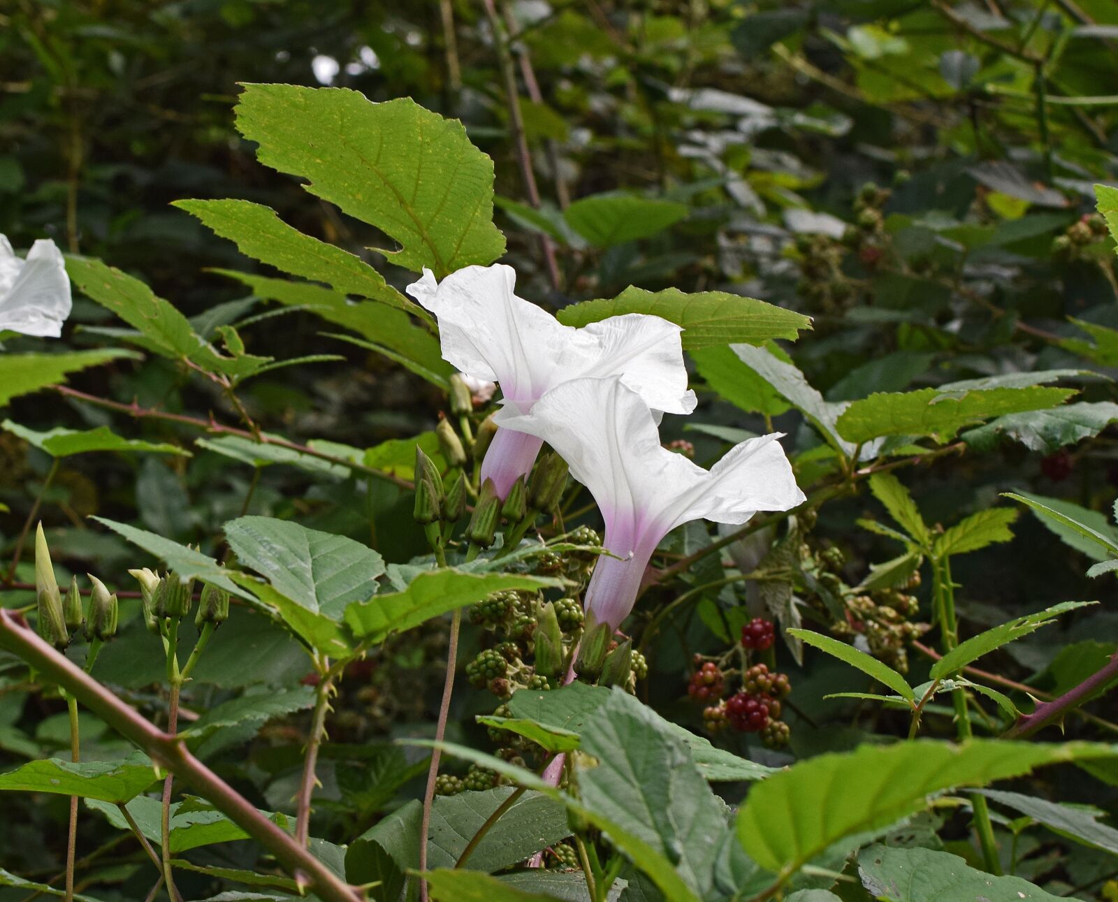Nikon D3300 sample photo. Wild potato vine, manroot photography