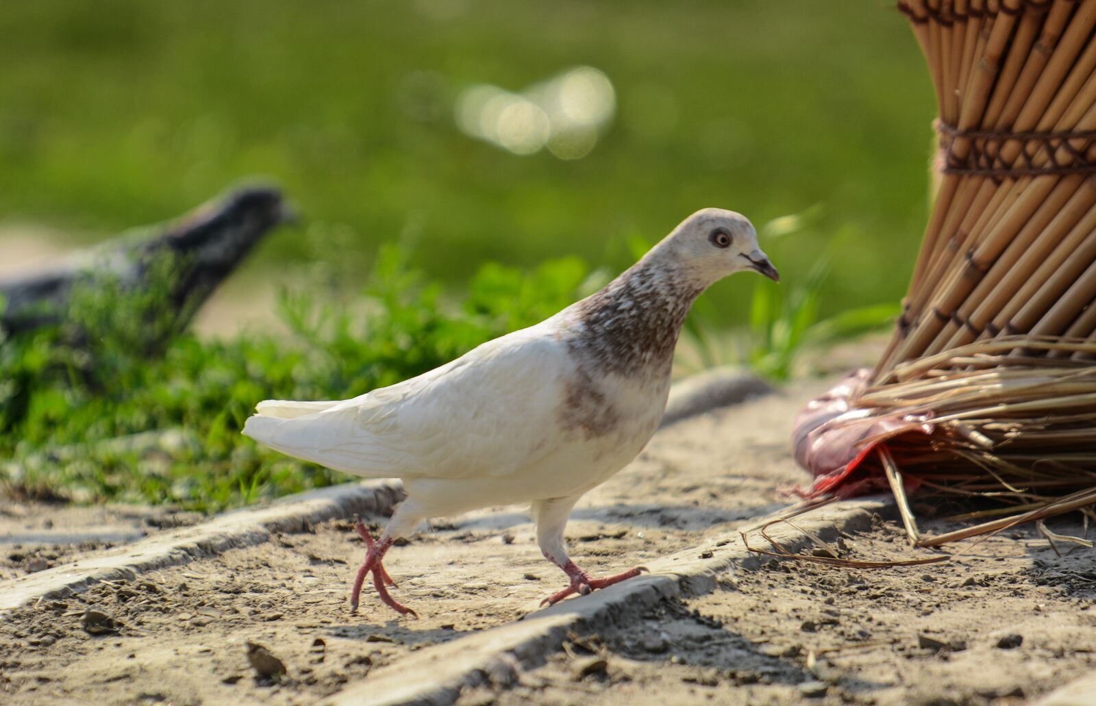 Nikon D7100 sample photo. Pigeon, white pigeon, white photography