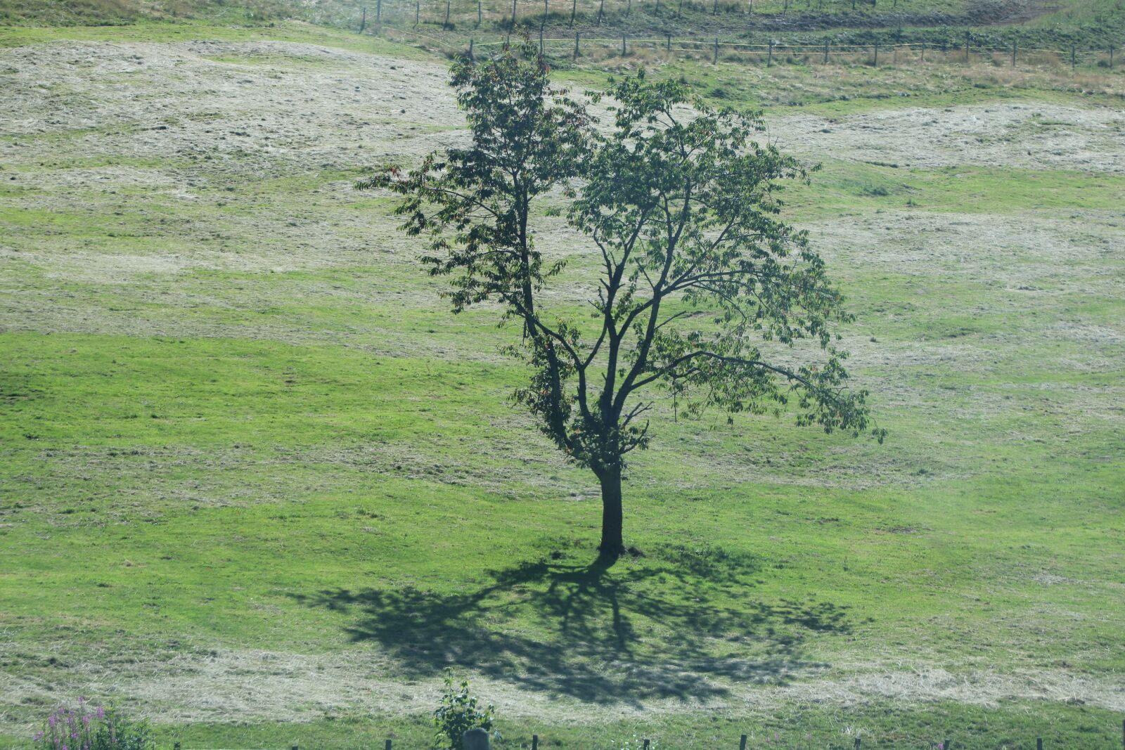 EF75-300mm f/4-5.6 sample photo. Tree, field, shadow photography