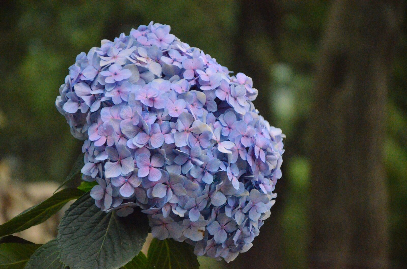 Nikon D5100 sample photo. Flower, purple flower, purple photography