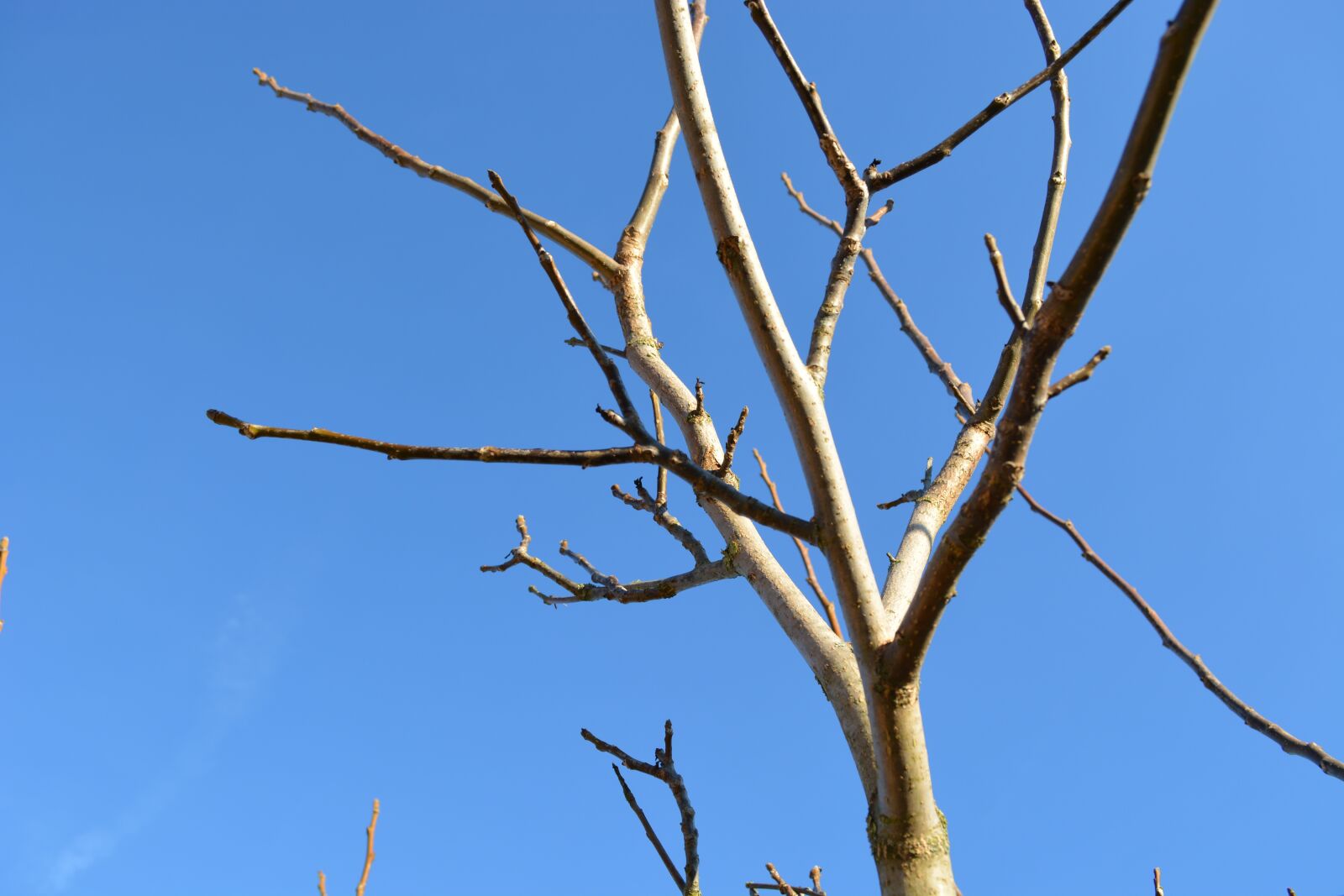 Nikon D5200 sample photo. Bare tree, winter, blue photography