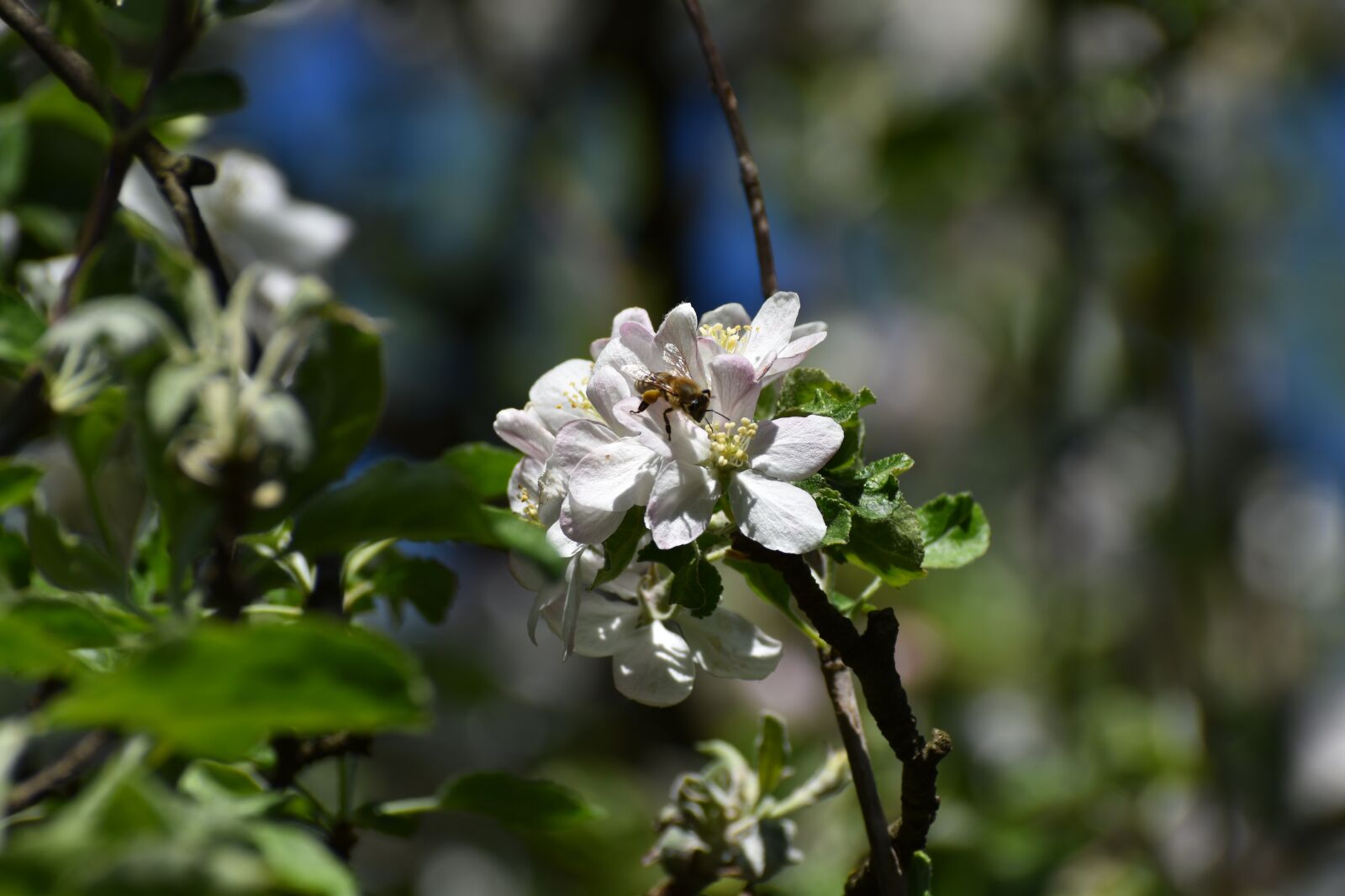 Nikon D3500 sample photo. Apple blossom, spring, flora photography